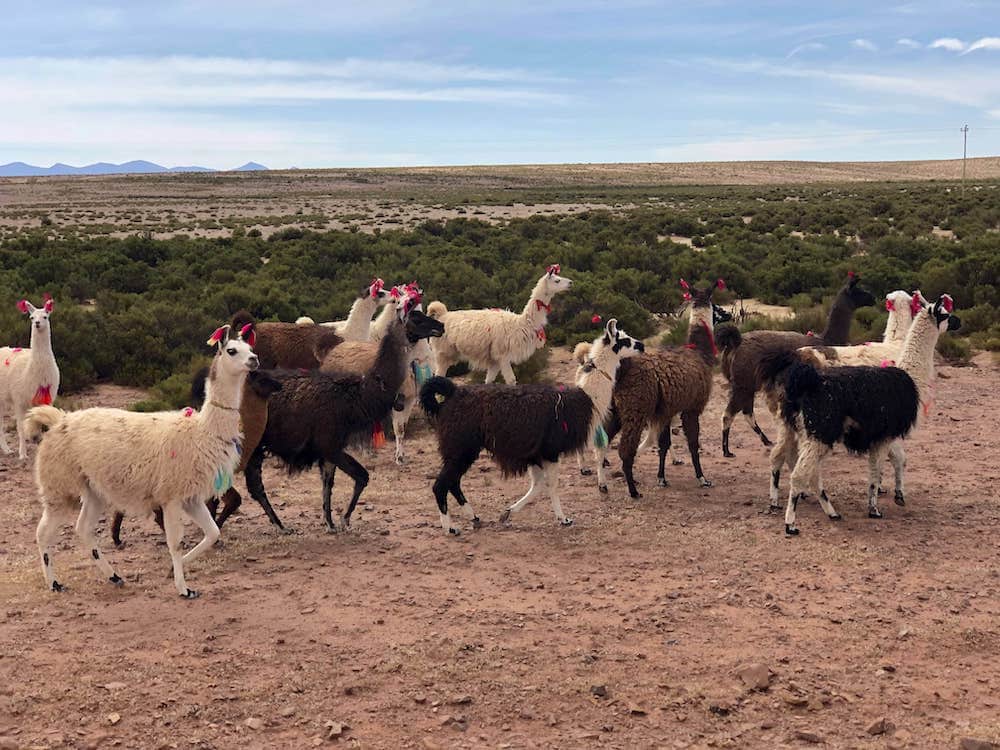 Vigogne et Alpaga en Bolivie